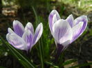 Crocus King of the Striped (2015, Mar.13)