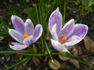 Crocus King of the Striped (2015, Mar.13)