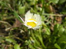 Bellis perennis (2015, March 11)