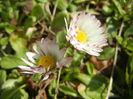 Bellis perennis (2015, March 11)