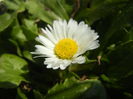 Bellis perennis (2015, March 11)