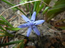 Scilla bifolia_Alpine Squill (2015, Mar.12)