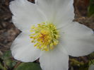 Helleborus Niger (2015, March 13)