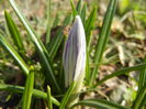 Crocus Pickwick (2015, March 13)