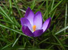 Crocus tommasinianus (2015, March 16)