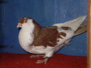 M Z joc lung