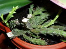 Stapelia variegata - steaua serifului