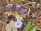 Hepatica transsilvanica