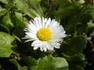 Bellis perennis (2015, March 13)