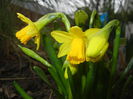 Narcissus Tete-a-Tete (2015, March 15)