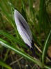 Crocus Pickwick (2015, March 16)