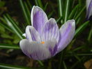 Crocus King of the Striped (2015, Mar.16)