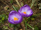 Crocus Remembrance (2015, March 16)