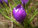 Crocus Flower Record (2015, March 16)