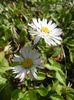 Bellis perennis (2015, March 16)