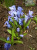 Scilla siberica (2015, March 16)