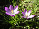 Crocus tommasinianus (2015, March 16)