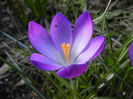 Crocus tommasinianus (2015, March 17)