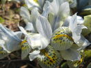 Iris Katharine Hodgkin (2015, March 16)