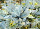 Iris Katharine Hodgkin (2015, March 18)