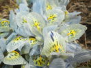 Iris Katharine Hodgkin (2015, March 18)