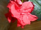 SAM_3590