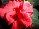 SAM_3597