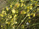 Jasminum nudiflorum (2015, March 16)