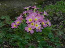 DSCN1006