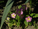 DSCN1078