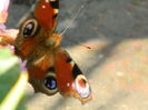 DSCN1423