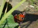DSCN1425