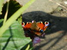 DSCN1426