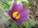 Pasque Flower_Pulsatilla (2015, Mar.16)