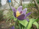 Pasque Flower_Pulsatilla (2015, Mar.16)