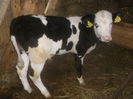 baltat pe negru vitel 2.5 luni