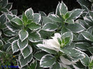 hydrangea_macrophylla_'variegata_mariesii'_LGBG_01s