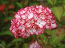 Hydrangea macrophylla 'Mirai'