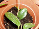 hoya
