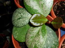 hoya