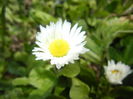 Bellis perennis (2015, March 18)