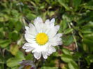 Bellis perennis (2015, March 18)