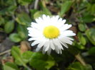 Bellis perennis (2015, March 22)