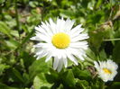 Bellis perennis (2015, March 22)