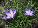 Crocus tommasinianus (2015, March 22)