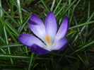 Crocus tommasinianus (2015, March 22)