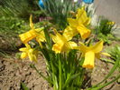 Narcissus Tete-a-Tete (2015, March 24)