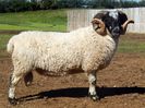 Berbec Dartmoor Blacface frumos-83