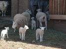 Oi si miei Wiltshire Horn