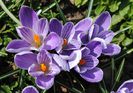 crocus king of the striped